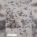A swarm of bogong moths has descended onto Bondi Beach, as millions continue to make their way across Australia's east coast.