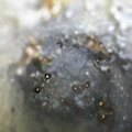 A camera on a scope has recorded deadly fire ants at a Sydney logistics centre.