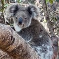 An impromptu wildlife rescue was caught on camera as a Stradbroke Island local lifted a koala out of harm's way.