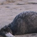 The first suspected case of the highly pathogenic bird flu in NSW has been confirmed.