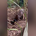 Richard Glover is no match for this kelpie pup's dirt excavation abilities.