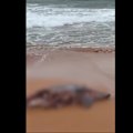 A bull shark has been spotted metres off the shore of a Sydney beach stalking a washed-up dolphin carcass at a Sydney beach.
