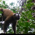 A golden bamboo lemur in the Ranomafana National Park,  Madagascar.