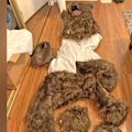 Three people have been sentenced for carrying out an insurance scam with a pair of claws, and a bear costume.