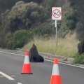 A sunbathing seal blocked traffic on Victoria’s Mornington Peninsula, delighting drivers despite some small delays.