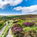 Haworth Moor.