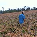 Queensland pineapple farmers say a federal government proposal to import foreign fruit could destroy their $80 million industry.