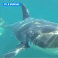 Sydneysiders have been warned that conditions in the water right now are drawing bull sharks and great whites closer to shore.