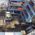 Security camera footage captures the big cat in action, with officials saying it will be returned to the wild.