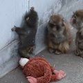 Punch, a lonely seven-month-old macaque monkey, has struck a chord with millions of people worldwide.