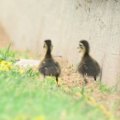 A red flag is waved for a family of ducks that have to be escorted off Conrod Straight at Mount Panorama.