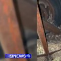 Farmers in South Australia who have already been hit hard by wild weather and the fuel crisis are now having to deal with a mouse plague.