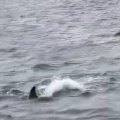 Orcas were filmed attacking a shark off Neptune Islands in South Australia.