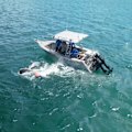 Griffith University researchers pull in a tiger shark for toxicity testing.