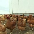 Australia's poultry industry is racing to keep H5 bird flu out of commercial farms amid fears a single infection could send egg prices soaring.