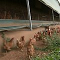 Testing is still under way on a second bird after Australia's first case of the deadly H5 bird flu was confirmed on WA's south coast.