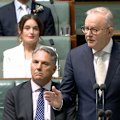 An orange cockatoo occupied the independent MP's vacant seat in the House of Representatives on Monday.