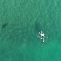 A NSW politician has demanded drones fly round-the-clock shark surveillance over beaches.