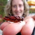 Eating a grasshopper                     