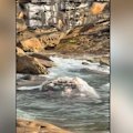 Two beaches in Sydney’s south-east are on shark watch after a whale carcass washed up on the rocks.
