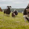 Hugh Jackman stars in a murder mystery comedy in which farm animals become canny sleuths.