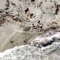 A popular Perth beach has been closed after a whale carcass was found on the sand, prompting a shark alert.