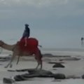A tourist badly injured after she was bucked off a rogue camel on Broome's Cable Beach has been flown to Perth.