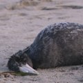 The handling of bird flu testing has been called into question after a dead petrel was left on a southern suburbs beach.