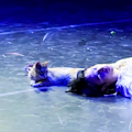 As the tale came to its tragic conclusion, a stray cat decided to join the drama.