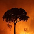 The Brazilian government says wildfires sweeping the Amazon rainforest were deliberately lit.