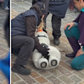 An Animatronic character Olaf from Frozen has malfunctioned before collapsing at Disneyland Paris.