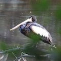 A suspected diesel spill in Sydney's inner south has left more than a dozen birds covered in oil.