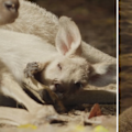 Prince William, Princess Kate and their children were called to name Australia Zoo's newest joey by Robert Irwin himself and settled on Cwtch.