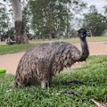 Lone Pine Koala Sanctuary is keeping its animals cool amid a heatwave by misting them with water and putting out ice blocks.
