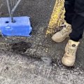 Fire ants have been detected at a logistics centre in Sydney.