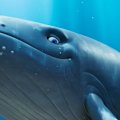 A young humpback whale finds his voice