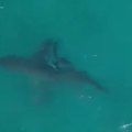 Lifeguards had to sound the shark alarm at Bondi Beach on Tuesday morning after a White Shark was spotted.