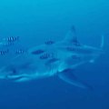 Divers captured underwater footage of the shark in the Mediterranean for the first time recently off the coast of Sicily, Italy.
