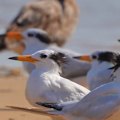 The deadly H5N1 bird flu strain has been discovered in Victoria for the first time.