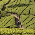 Tea fields in Nuwara Eliya, Sri Lanka. 