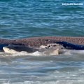 Sharks swarm dead whale as feeding frenzy unfolds off Australian coast.