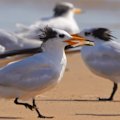 South Australia has become the epicentre of the bird flu outbreak in Australia, recording another 20 cases.