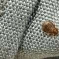 Passengers on an international Qantas flight have woken to screaming and bugs crawling on the windows.