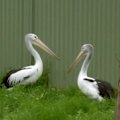South Australia’s first bird flu vaccination program will kick off amid rising case numbers and newly confirmed infections in mammals.