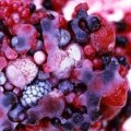Patties Foods says its tests show no links between its berries and the hepatitis A outbreak.