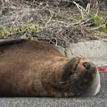 A sunbathing seal blocked traffic on Victoria’s Mornington Peninsula, delighting drivers despite some small delays.