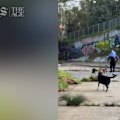 Footage obtained by this masthead shows the moment police say a man who tried to assault two dog walkers was pursued by their dogs.