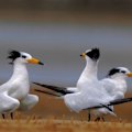There have now been 20 confirmed or presumed positive detections of H5 bird flu in Australia.