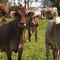 A fourth generation dairy farming family in Queensland can't find a home for their milk after their contract wasn't renewed.
