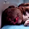 A livestream simply showing a litter of adorable puppies is attracting audiences of over a million.